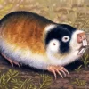 Blesmol Rodent Diamond Painting