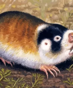 Blesmol Rodent Diamond Painting