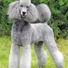 Grey Poodle Dog Diamond Painting