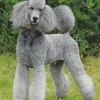 Grey Poodle Dog Diamond Painting