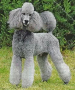 Grey Poodle Dog Diamond Painting