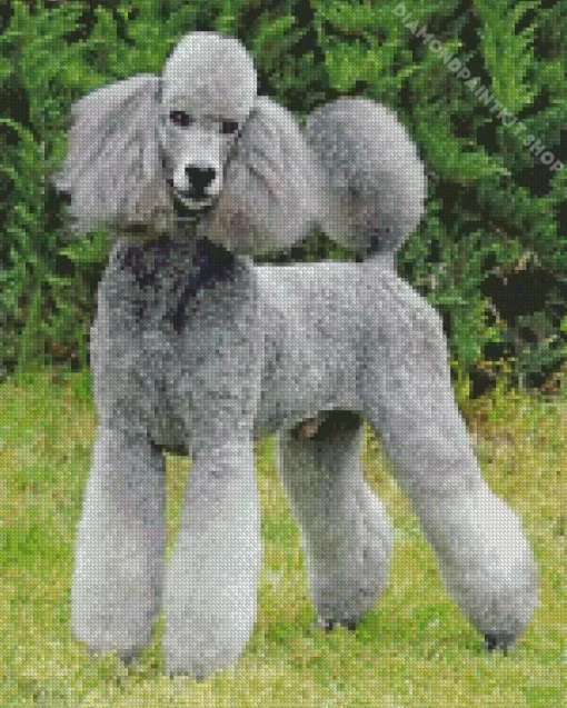 Grey Poodle Dog Diamond Painting