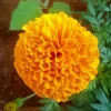 Tagetes Erecta Diamond Painting