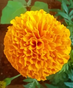 Tagetes Erecta Diamond Painting