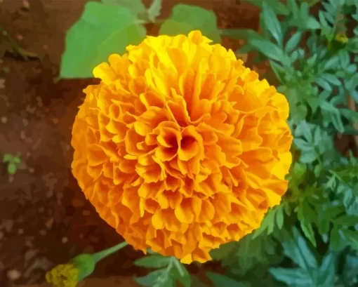 Tagetes Erecta Diamond Painting