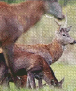 Barbary Stag Diamond Painting