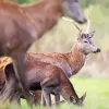 Barbary Stag Diamond Painting