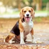 Beagle Hound Dog Diamond Painting