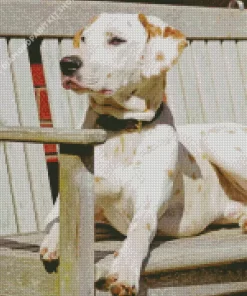 Blond Dalmatian On Bench Diamond Painting