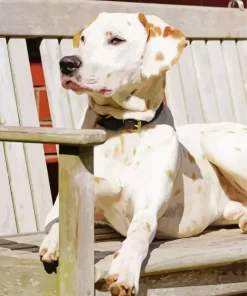 Blond Dalmatian On Bench Diamond Painting