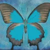 Blue And Black Butterfly Art Diamond Painting