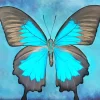 Blue And Black Butterfly Art Diamond Painting