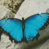 Blue And Black Butterfly Diamond Painting