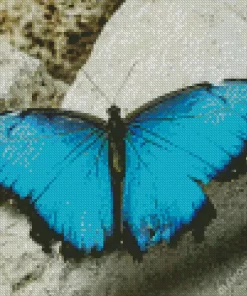 Blue And Black Butterfly Diamond Painting