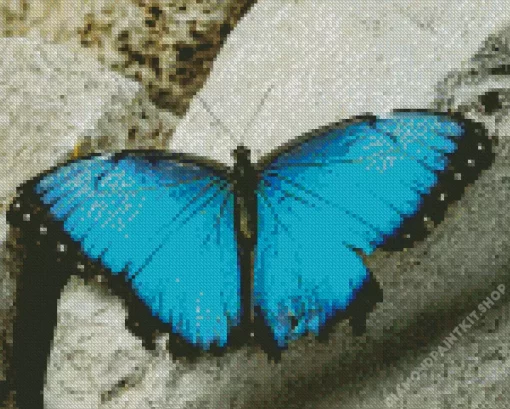 Blue And Black Butterfly Diamond Painting