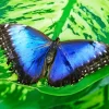 Blue And Black Butterfly On Leaf Diamond Painting