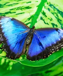 Blue And Black Butterfly On Leaf Diamond Painting