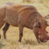 Common Warthog Diamond Painting