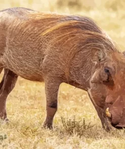 Common Warthog Diamond Painting