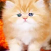 Fluffy Blonde Kitten Diamond Painting