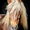 Horse With Blond Hair Diamond Painting