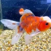 Oranda Goldfish Diamond Painting