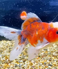 Oranda Goldfish Diamond Painting