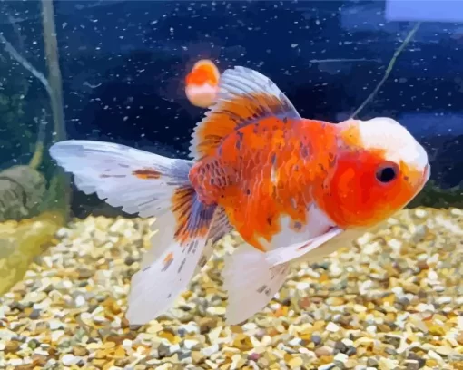 Oranda Goldfish Diamond Painting