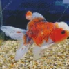 Oranda Goldfish Diamond Painting