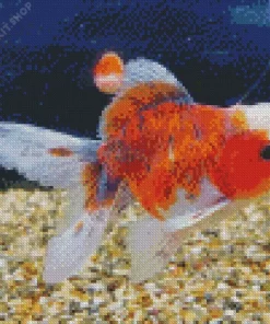 Oranda Goldfish Diamond Painting