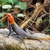 Orange Agama Diamond Painting