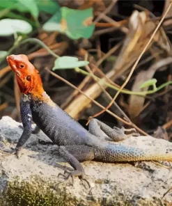 Orange Agama Diamond Painting