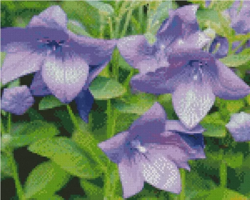 Platycodon Grandiflorus Diamond Painting