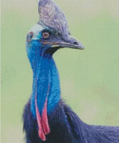 Southern Cassowary Diamond Painting