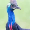 Southern Cassowary Diamond Painting