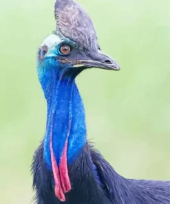 Southern Cassowary Diamond Painting