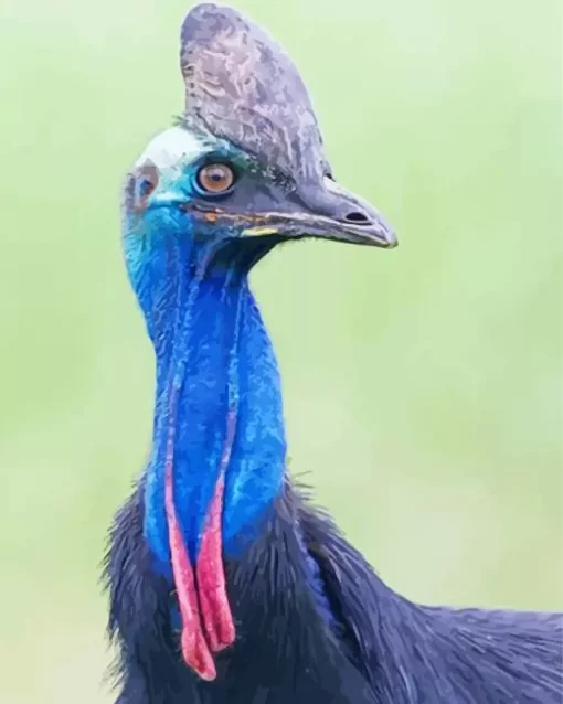 Southern Cassowary Diamond Painting