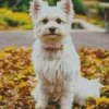 White Affenpinscher Diamond Painting