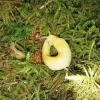 Banana Slug Diamond Painting