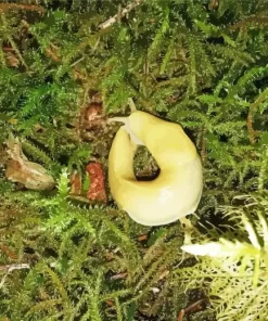 Banana Slug Diamond Painting