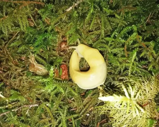 Banana Slug Diamond Painting