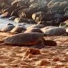 Beach With Turtle Diamond Painting