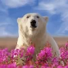 Bear And Flowers Diamond Painting