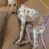 Blond Dalmatian Diamond Painting