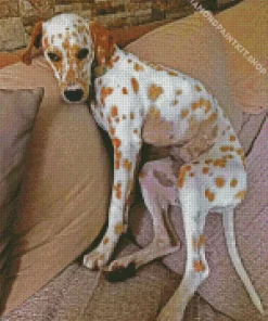 Blond Dalmatian Diamond Painting