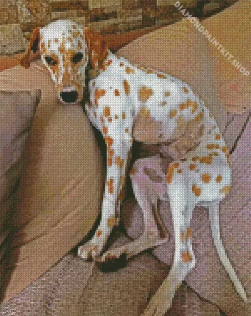 Blond Dalmatian Diamond Painting