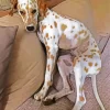 Blond Dalmatian Diamond Painting