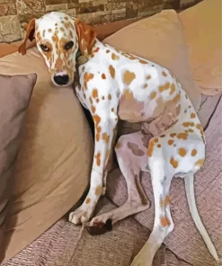 Blond Dalmatian Diamond Painting