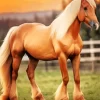 Blond Hair Horse Diamond Painting