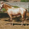 Blonde Stallion Diamond Painting